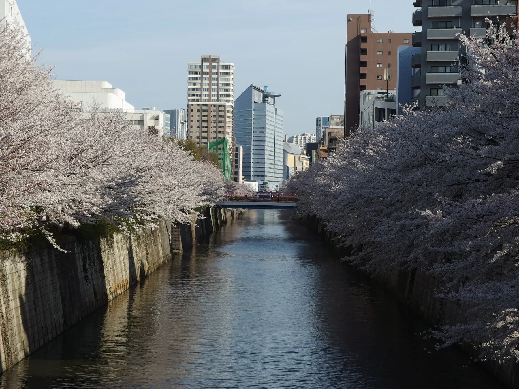 目黒川の両岸に咲く桜と街並み